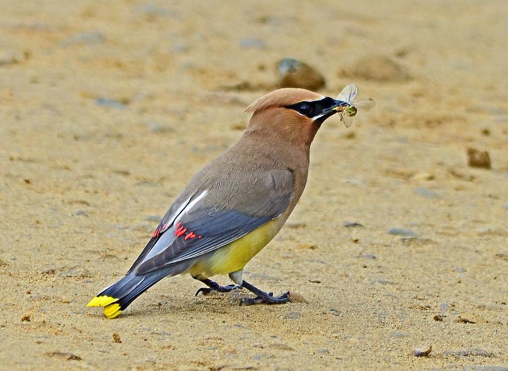 Cedar Waxwing by AcrylicArtist is licensed under CC BY 2.0